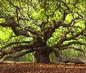 Angel Oak,