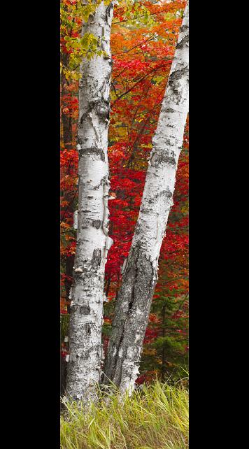 AutumnBirch