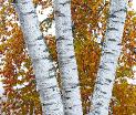 Birch