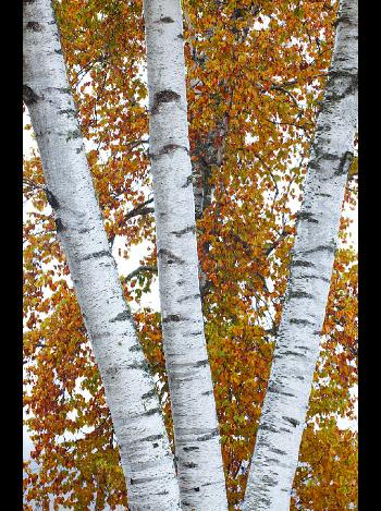 Birch