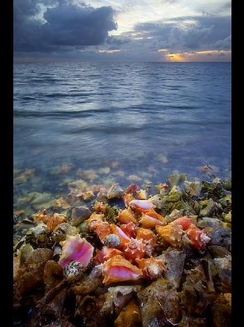 Conch