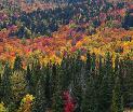 Fall Panorama 30x120