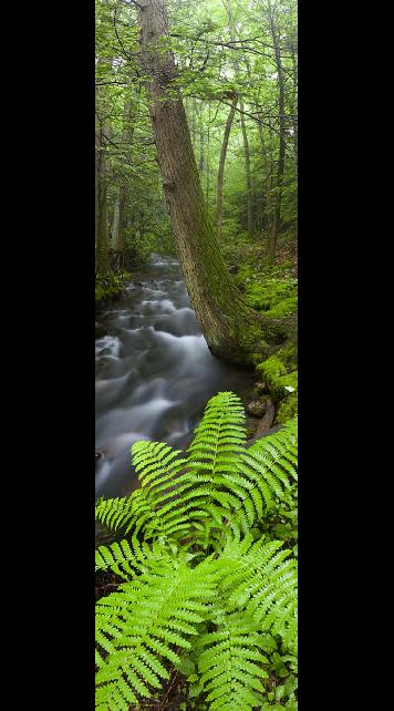 Fern2