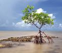 Mangrove