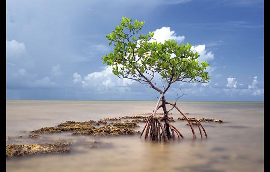 Mangrove