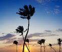 Palms