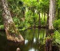 Swamp1